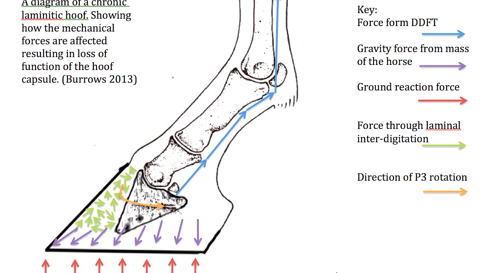 Laminitis Laminitic Horse Horse Choices