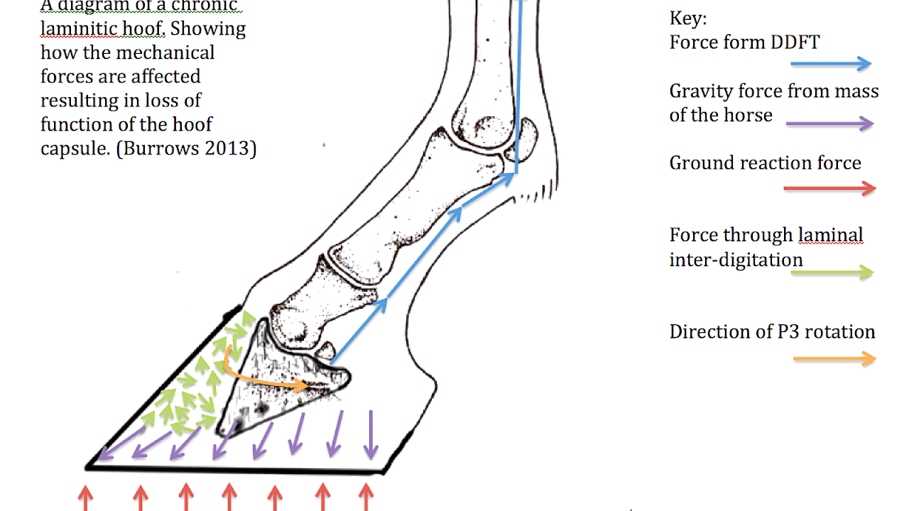 Laminitis Laminitic Horse Horse Choices