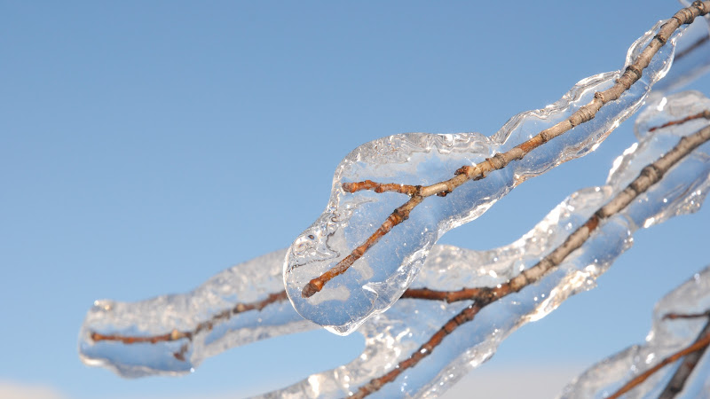 Freezing Rain on Branches
