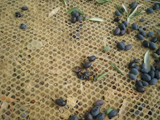 squashed olives on net for picking