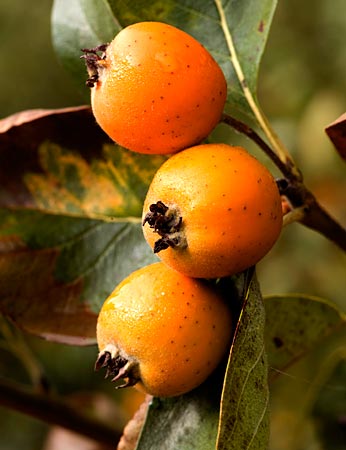 el mangostán es bueno para la disfunción eréctil