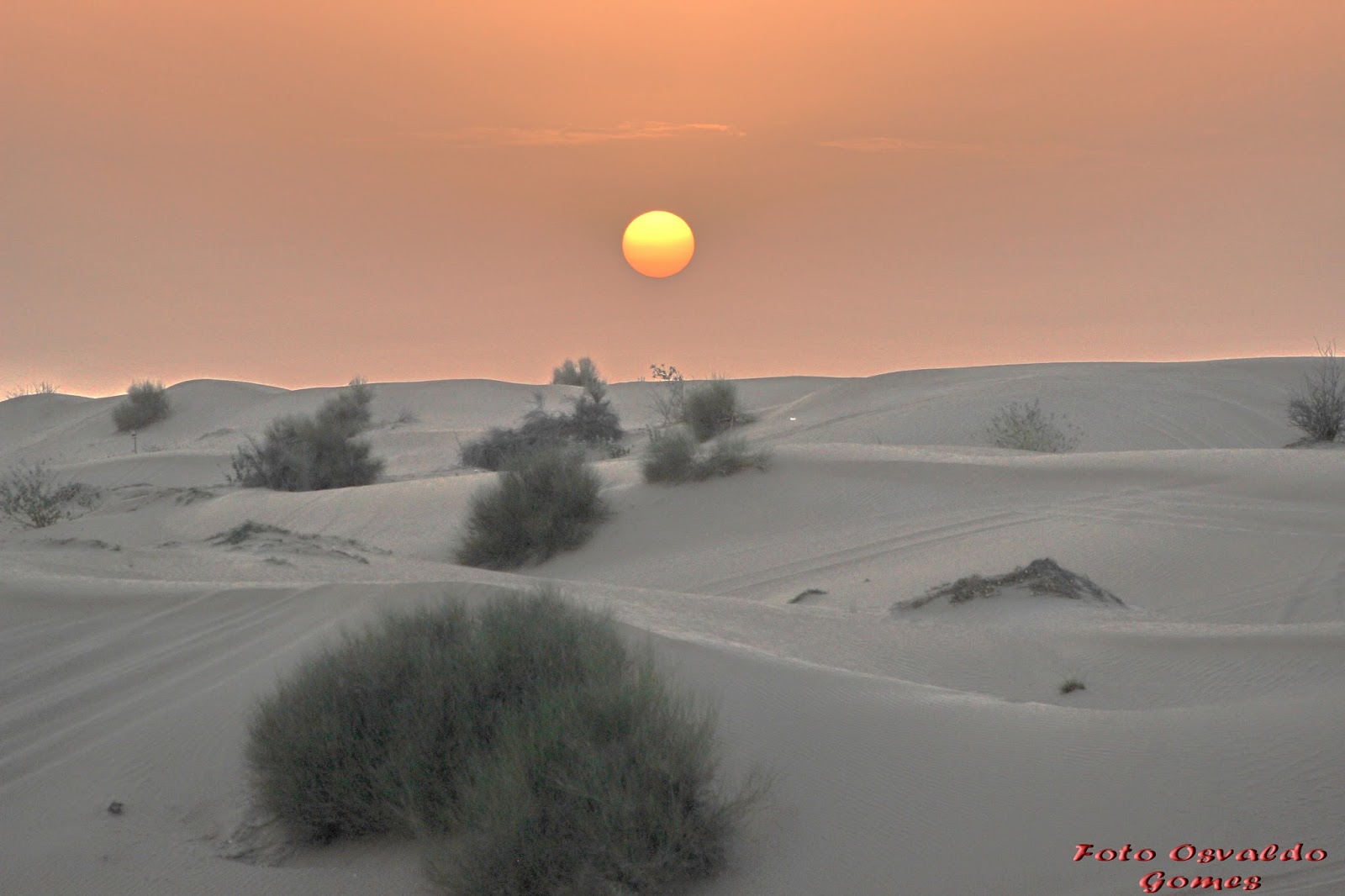 Safári no Deserto