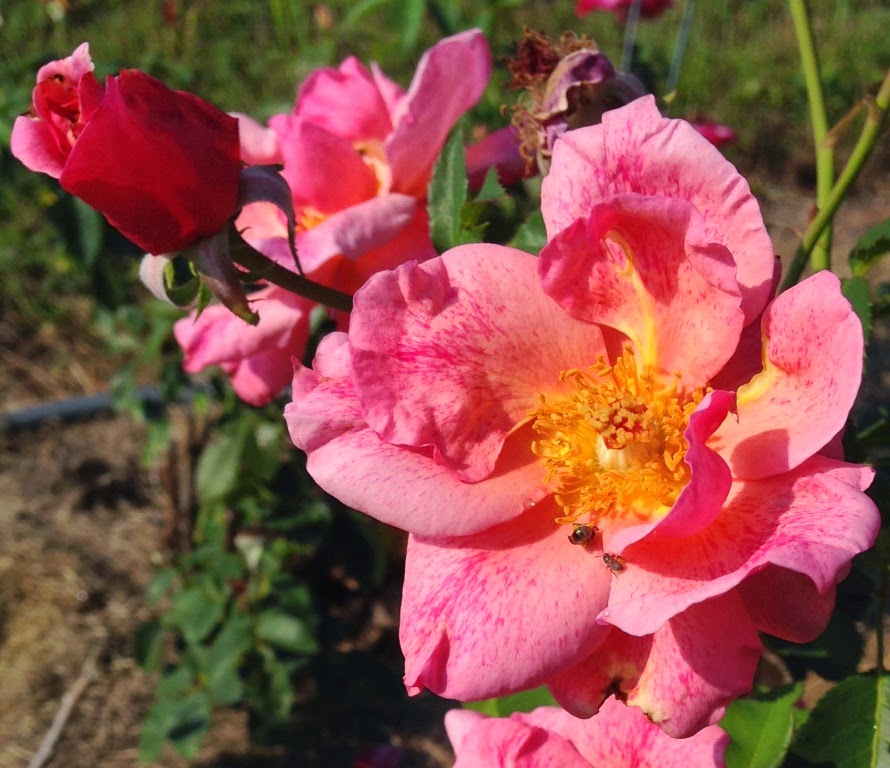 Garden Musings: Griffith Buck Rose