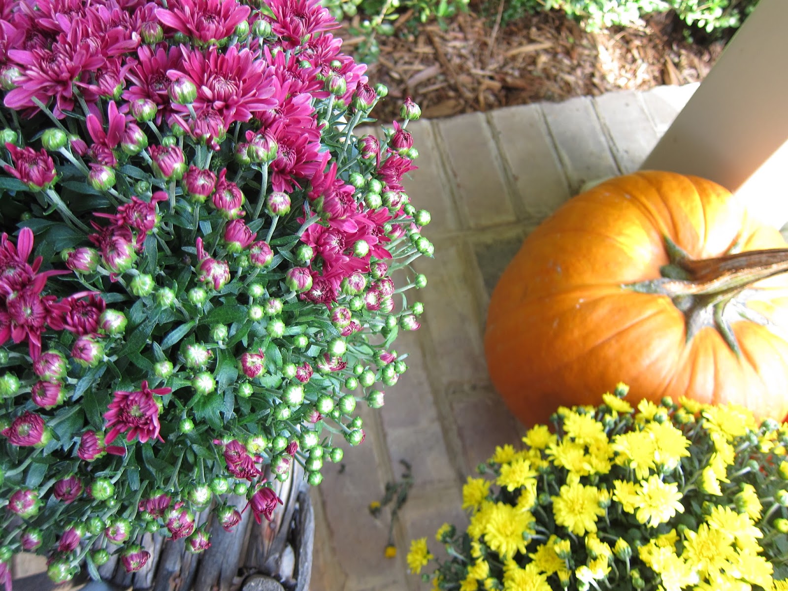pepper medley Potted Mums Are Dying