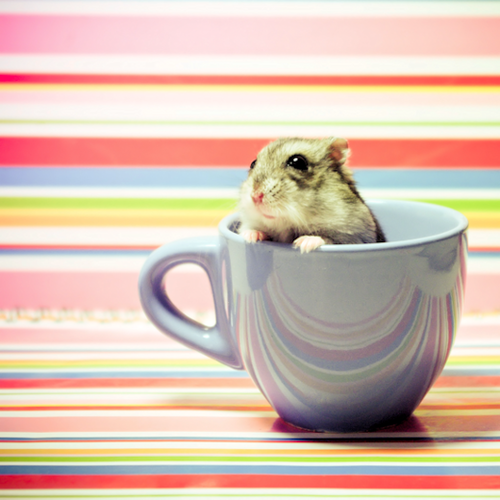 Clean It Up London How to Care for Your Hamster Teeth