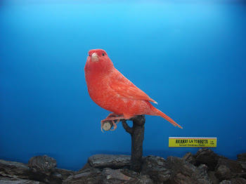 ROJO NEVADO