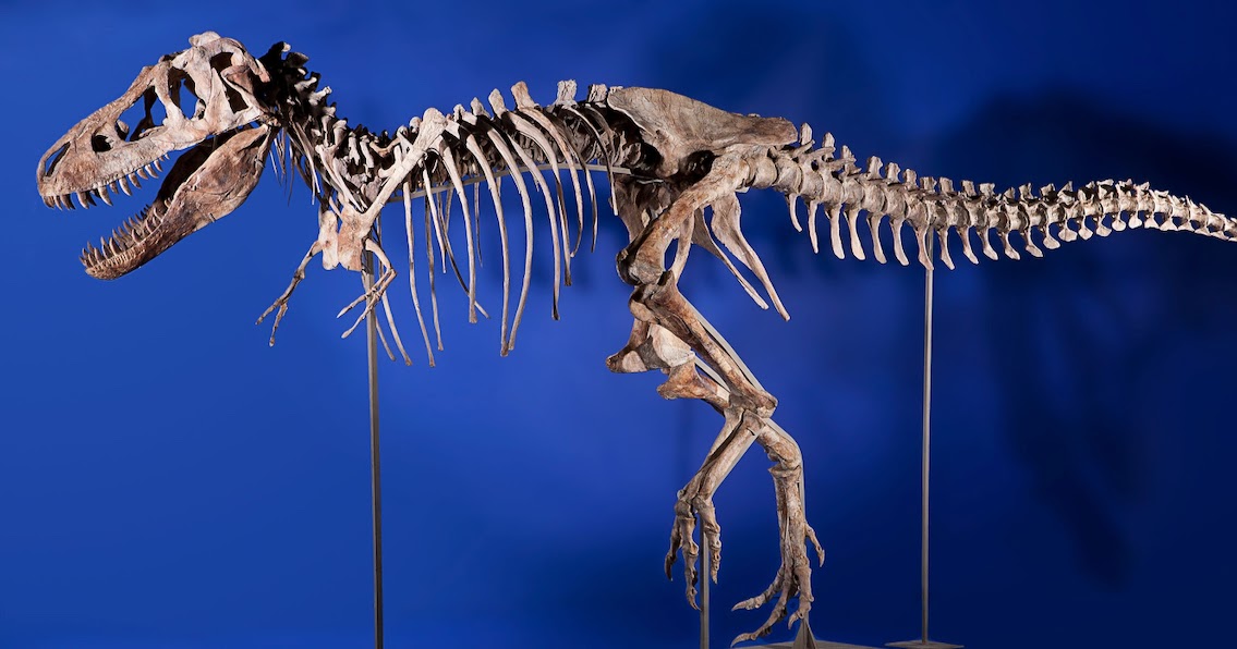 Soft Tissue Discovered in Tyrannosaurus Rex Fossils