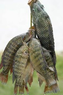 resep umpan ikan mujair dan nila kumpulan resep umpan ikan lele dumbo paling jitu dan ampuh untuk mancing harian di kolam dan sungai danau laut waduk alat pancing mancing ampuh juara lomba mantap mujarab tangkap resep umpan ikan mujair dan nila kumpulan resep umpan ikan lele dumbo paling jitu dan ampuh untuk mancing harian di kolam dan sungai danau laut waduk alat pancing mancing ampuh juara lomba mantap mujarab tangkap resep umpan ikan mujair dan nila kumpulan resep umpan ikan lele dumbo paling jitu dan ampuh untuk mancing harian di kolam dan sungai danau laut waduk alat pancing mancing ampuh juara lomba mantap mujarab tangkap resep umpan ikan mujair dan nila kumpulan resep umpan ikan lele dumbo paling jitu dan ampuh untuk mancing harian di kolam dan sungai danau laut waduk alat pancing mancing ampuh juara lomba mantap mujarab tangkap