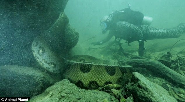 Apresentador toma maior susto ao encontrar anaconda de 91 kg no Brasil