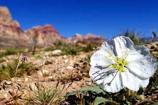 https://www.reviewjournal.com/local/local-columns/natalie-burt/nevada-naturalist-offers-in-depth-lesson-on-mojave-desert-1613013/