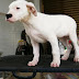 ขายลูกสุนัข โดโก อาร์เจนติโน่ dogo argentino