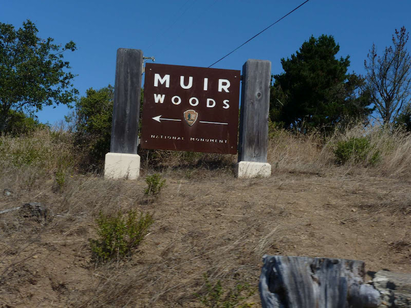 Driving me ... USA - Blogs de USA - 11: Muir Woods - Golden Gate (2)