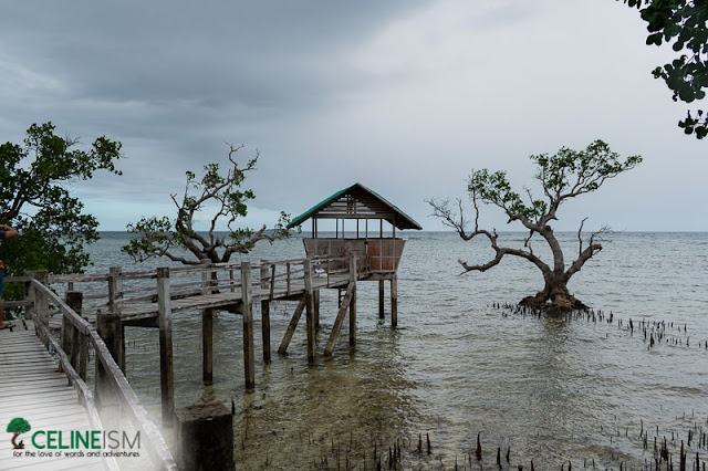 katunngan mangrove forest camiguin magrove forest camiguin