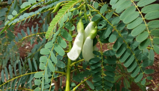 Tanaman Hijauan Turi (Sesbania grandiflora syn)