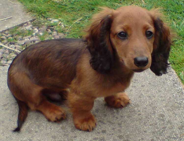 Cute Puppy Dogs long haired miniature dachshund puppies
