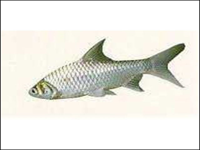 Gambar Ikan Tawes