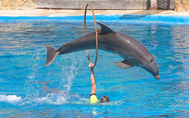 Foto dolfijn in zwembad