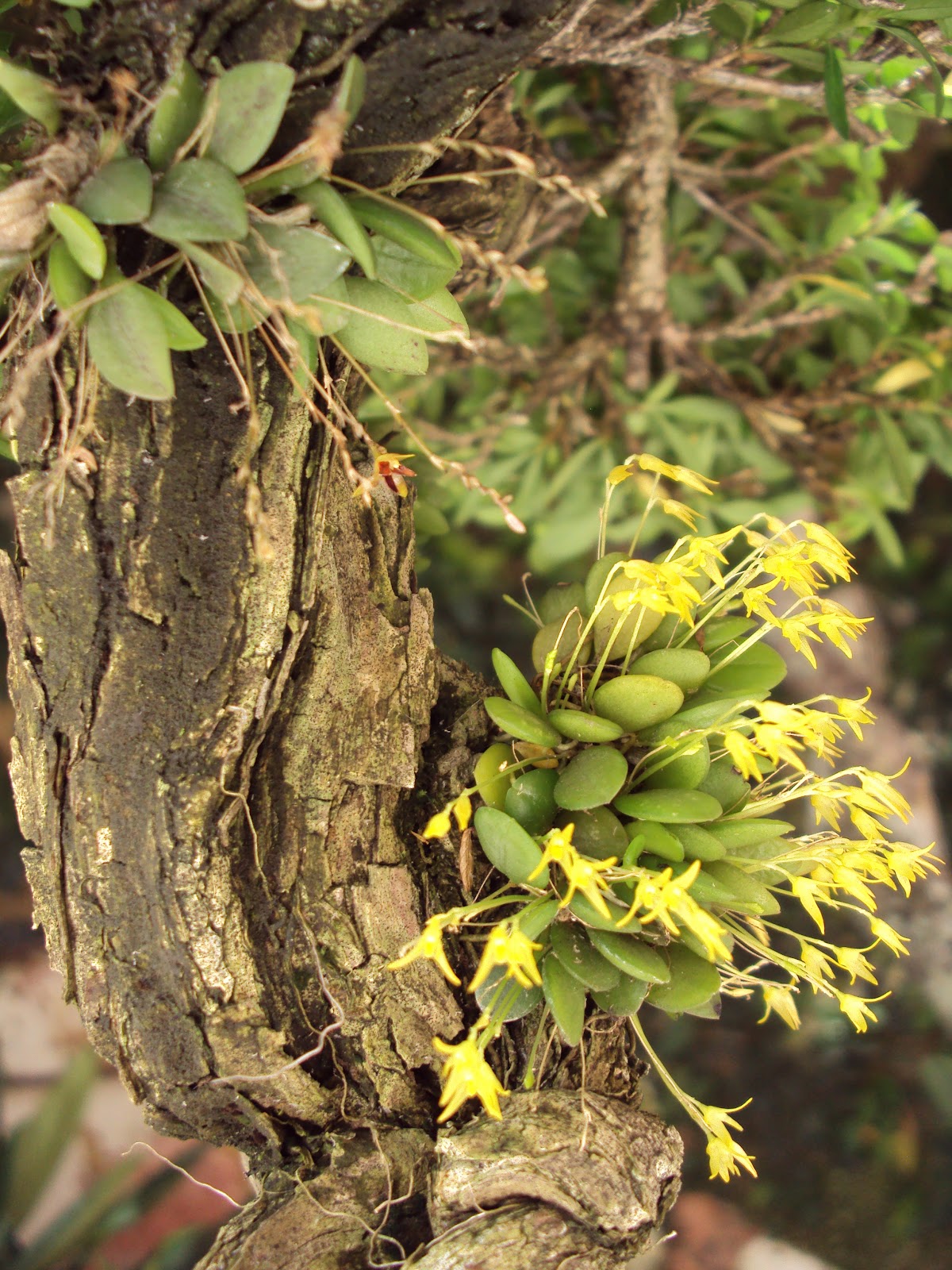 Bonsai Minas: Micro orquídeas em bonsai