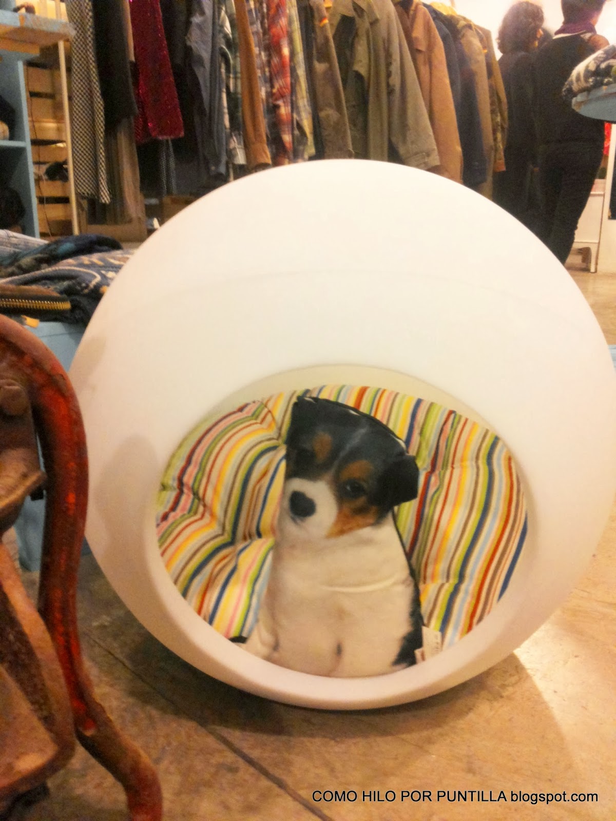 cute-puppy-Place-Valencia-what-to-wear