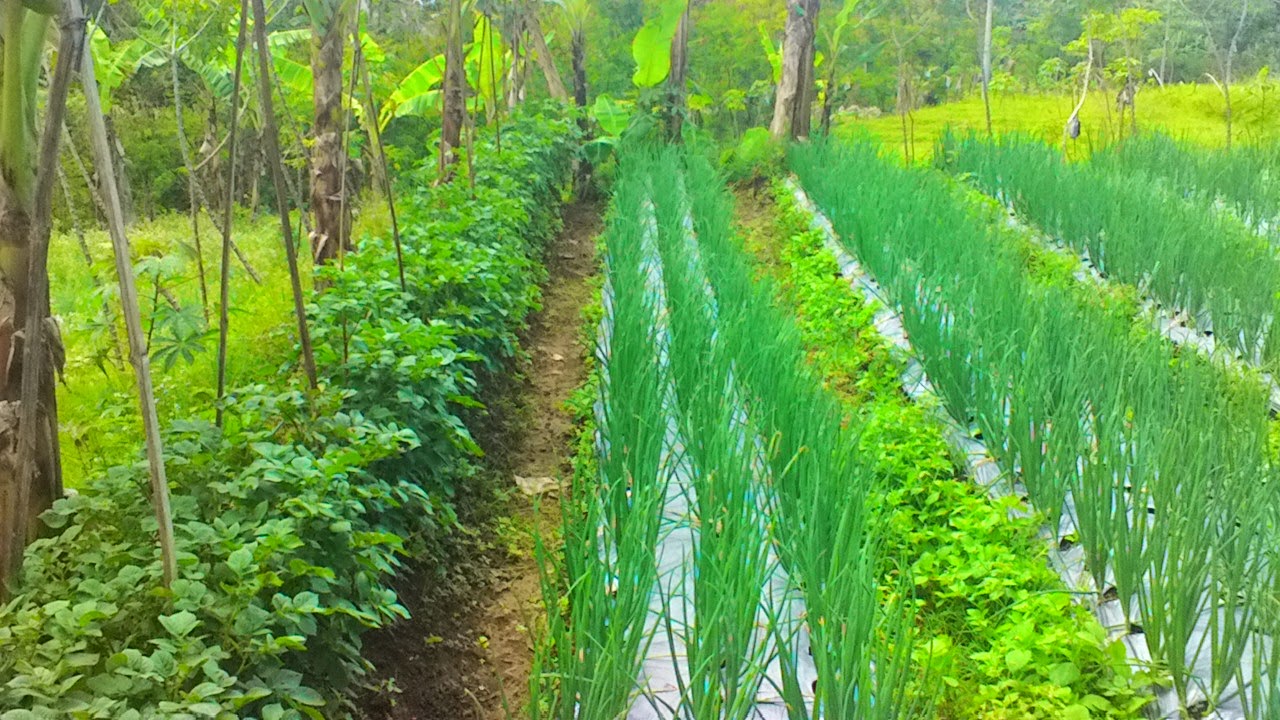 BALAI PENYULUHAN KECAMATAN PEJAWARAN DATARAN TINGGI DIENG