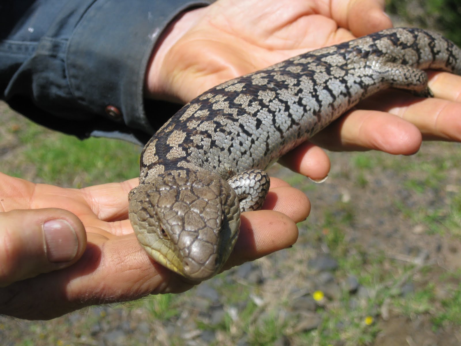 Robin's Double Life: This blue-tongued lizard didn't poke out of its tongue
