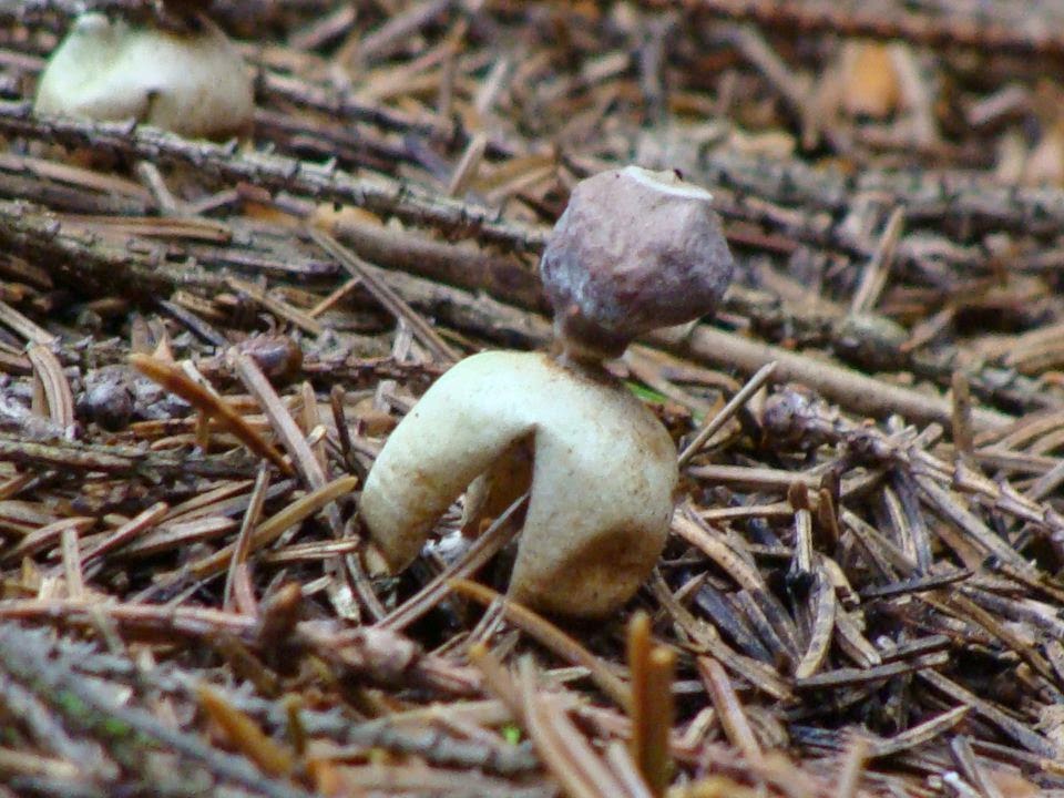 Geastrum quadrifidum DSC39702