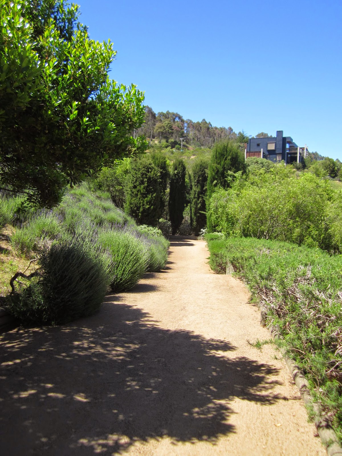 Camno A Zapallar ( Chle) | Pasajes, Pasajes Chle, Zapallar Chle