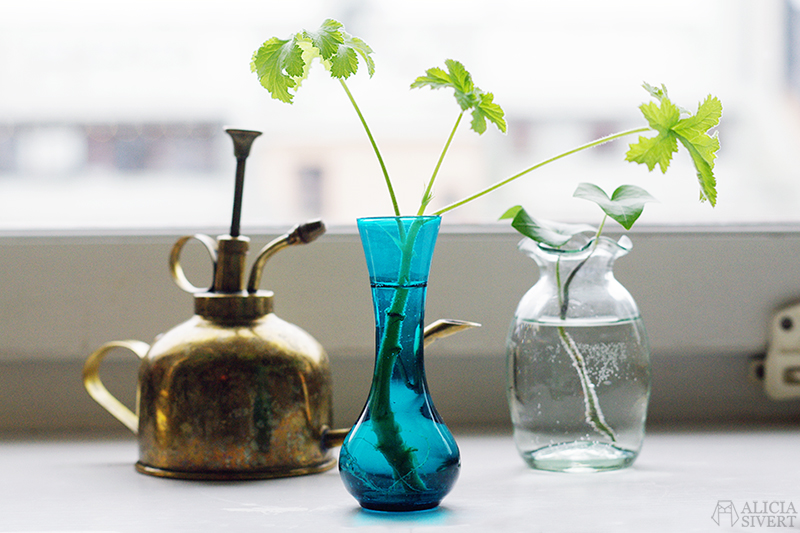 Geranium cutting, photo by Alicia Sivertsson.