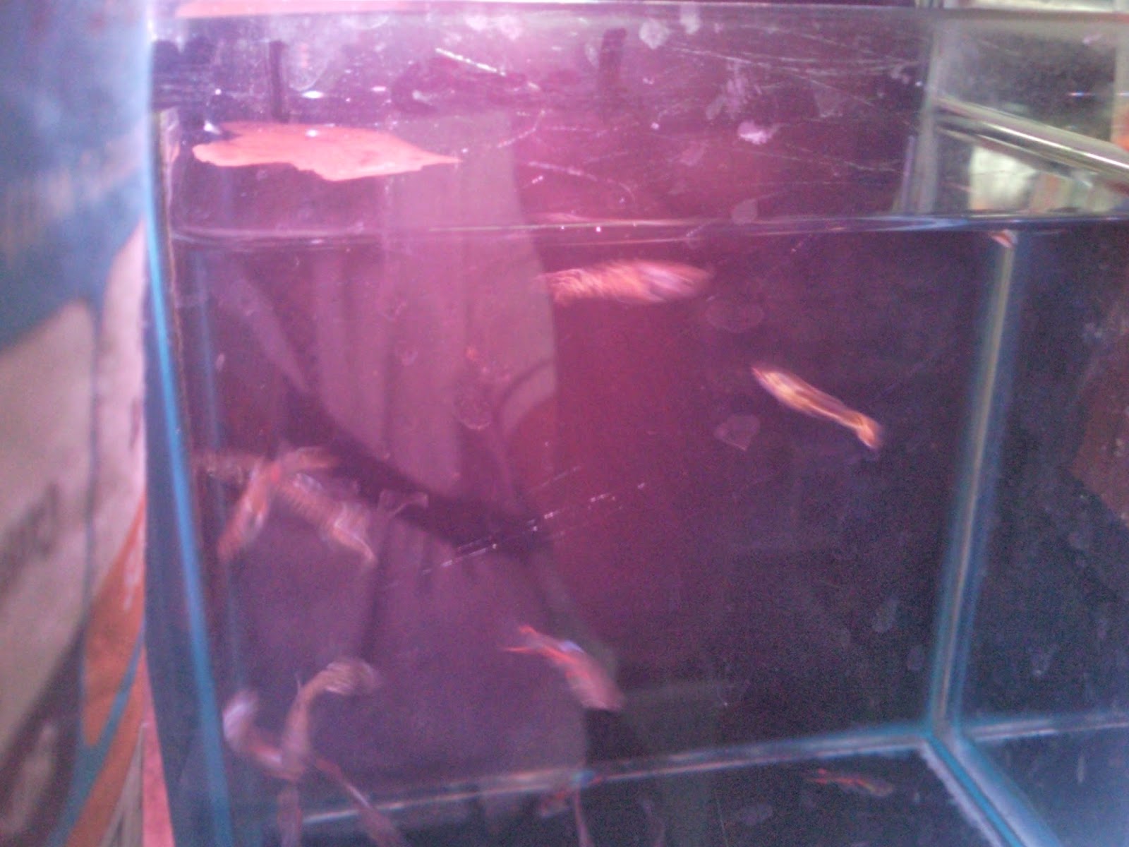 Tropical Fisher Man Fish Tanks And Aquarium CRS C328 Clementi Florist