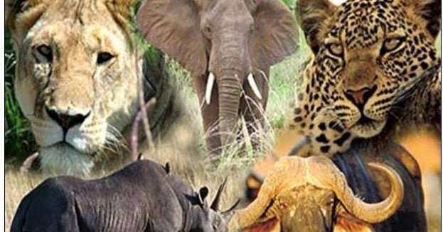 tz attraction: WHICH ARE BIG FIVE ANIMAL?.WHY ARE THEY CALLED SO