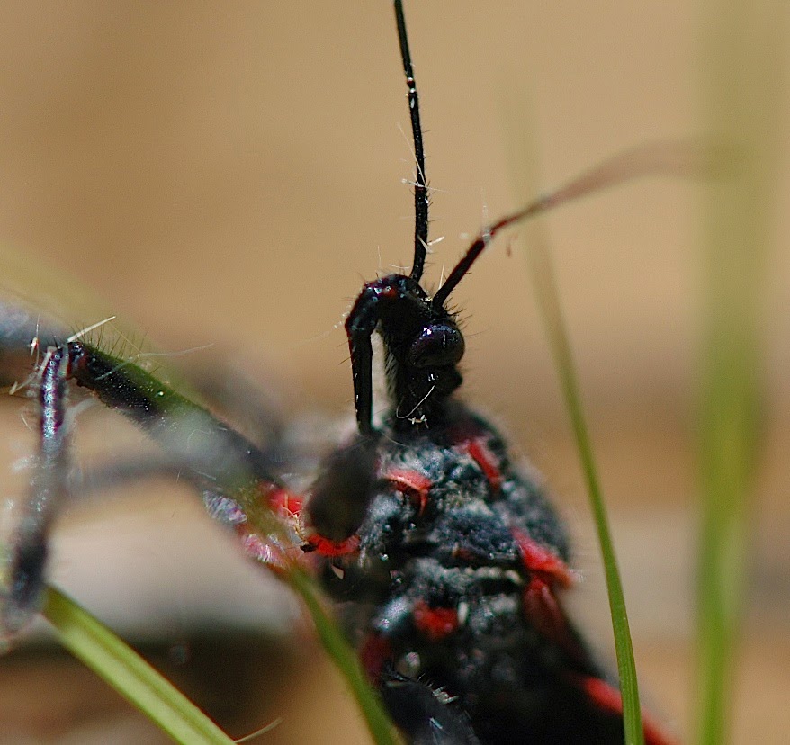 Field Biology in Southeastern Ohio: Homoptera Insects