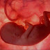 Revista Scientific American: Científicos chinos modifican genéticamente embriones humanos
