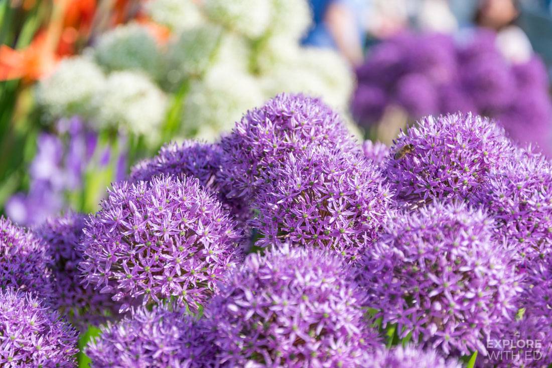 Beautiful flowers from The RHS Flower Show in Cardiff