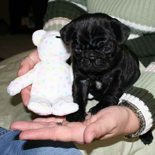 Cute Puppy Dogs: black pug puppies