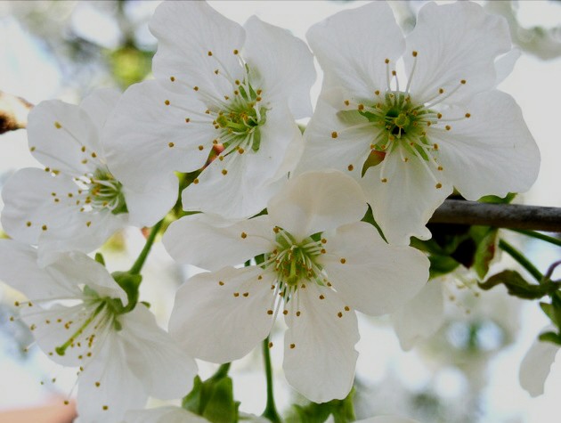  Gambar  Bunga  Sakura  Yang Indah Kumpulan Gambar 