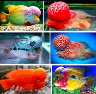 Daftar jenis louhan termahal Harga ikan louhan termahal