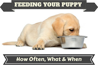 Mantenga su perro saludable mediante la compra de alimentos de pedigrí
