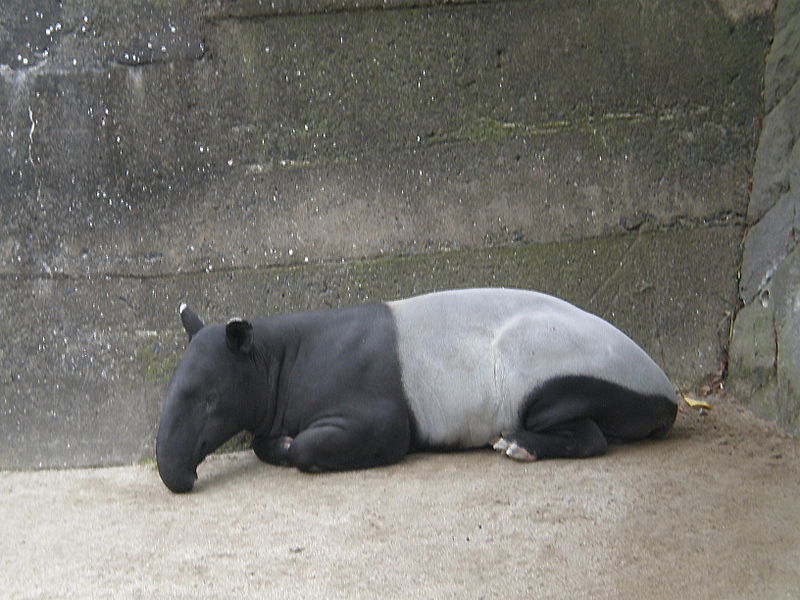 Malayan Tapir - True Wildlife Creatures