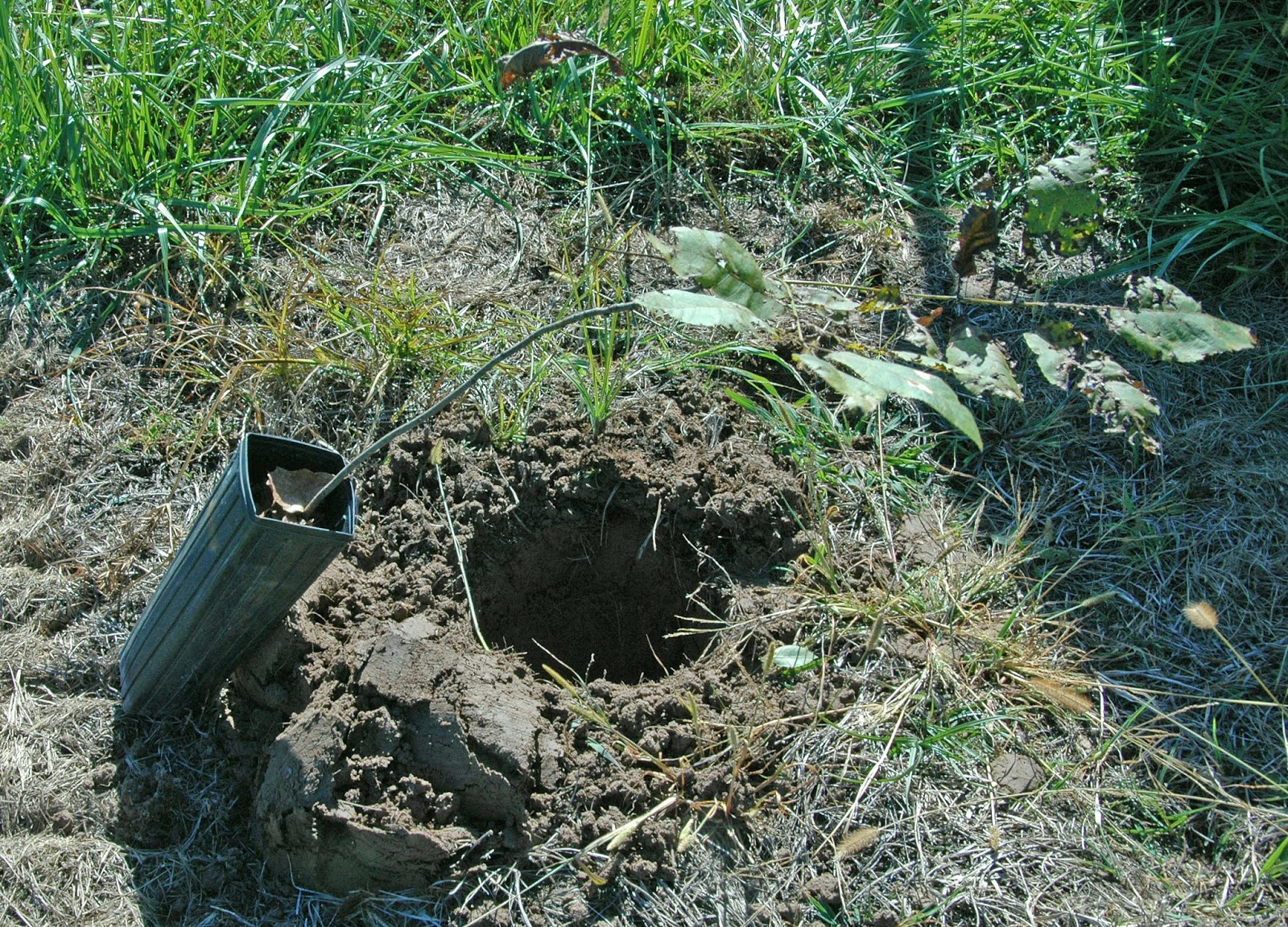 Northern Pecans Fall planting of container grown pecan trees