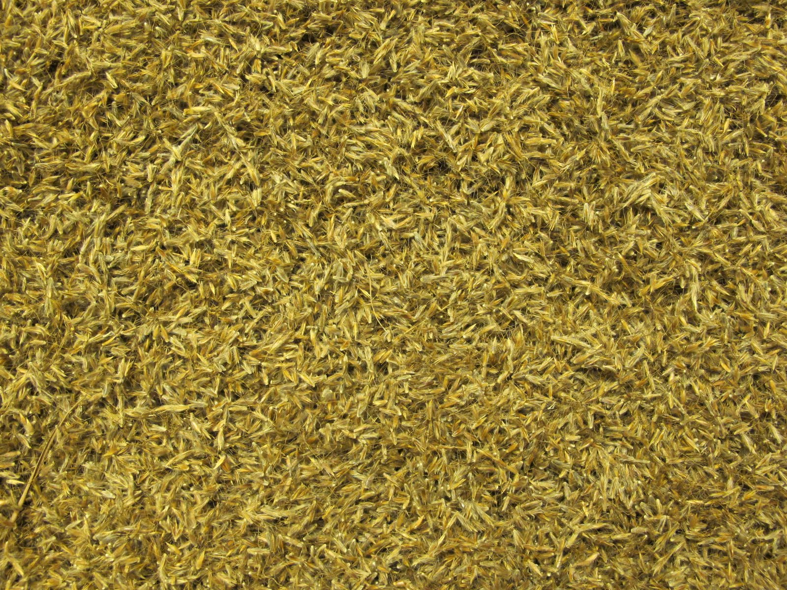 Blue Jay Barrens Indian Grass Seed