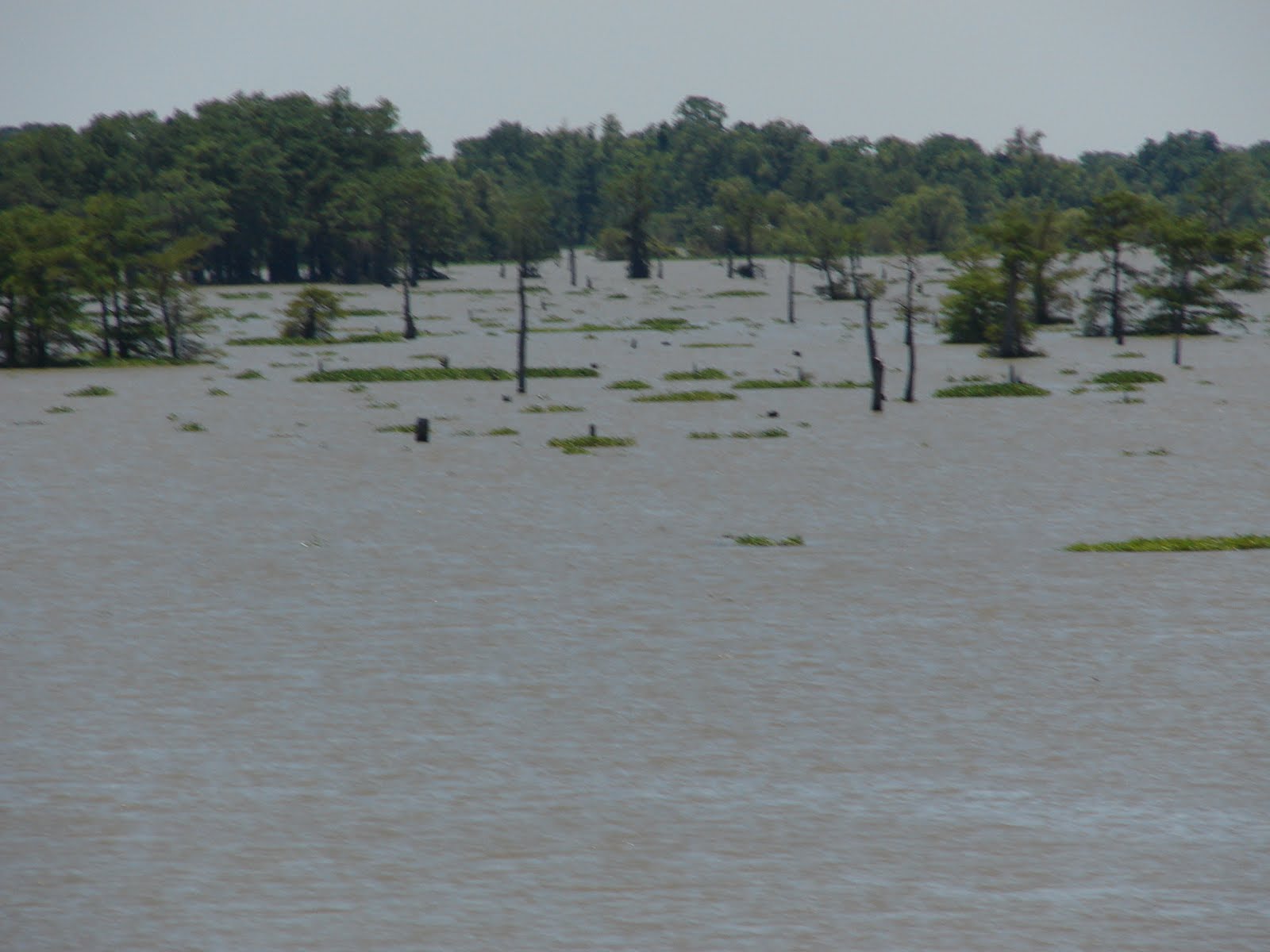 Ploughing Through Life Butte La Rose and Henderson Louisiana...BEFORE