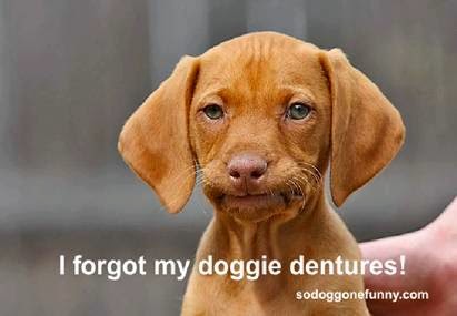 Cut dog meme "I forgot my doggies dentures!"