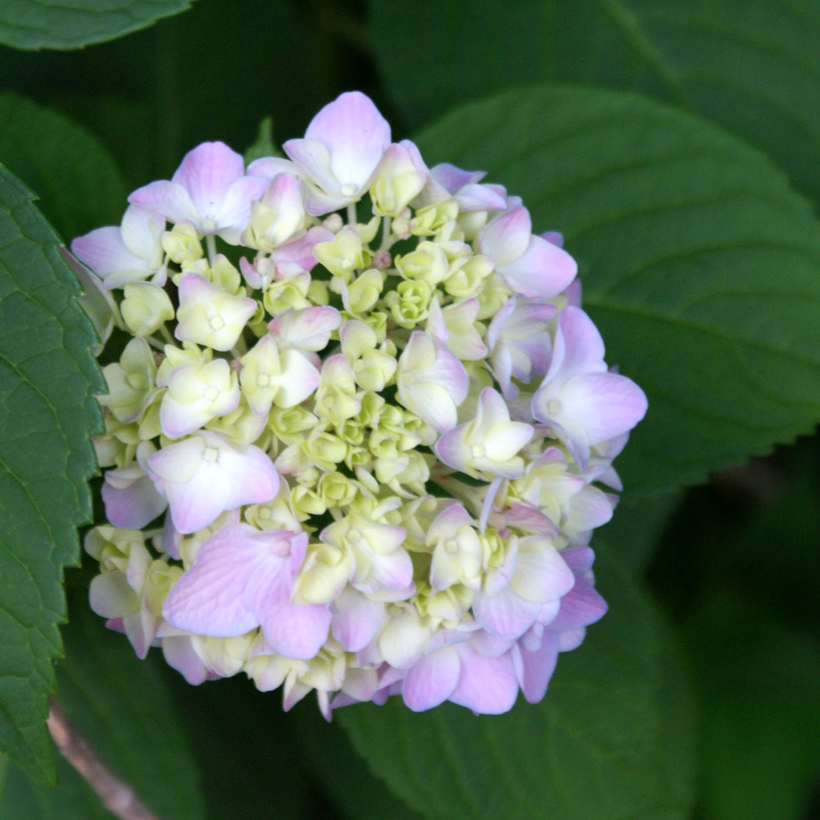 My Image 79