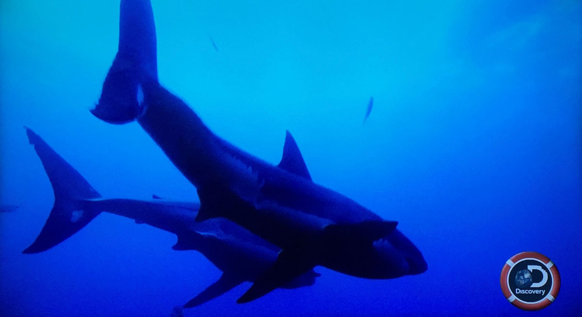 Shark Week 2017 Pt 2 Days 2 And 3