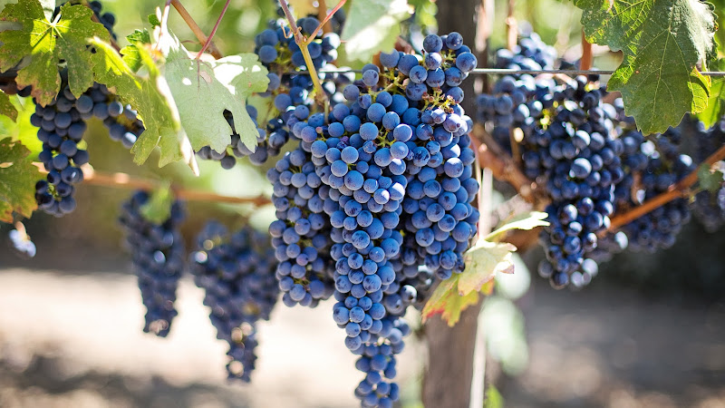 Ripe Grapes in Vineyard 2