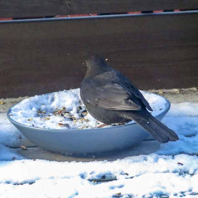 koltrast, blackbird koltrast, blackbird