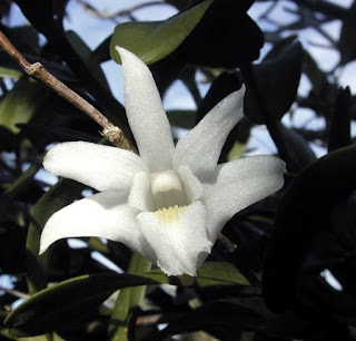 Manfaat dan Khasiat Tanaman Anggrek Merpati  Manfaat dan Khasiat Tanaman Anggrek Merpati (Dendrobium Crumenatum Sw)