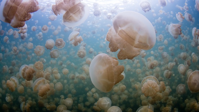 Jellyfish Lake of Palau - The Home of Millions of jellyfish