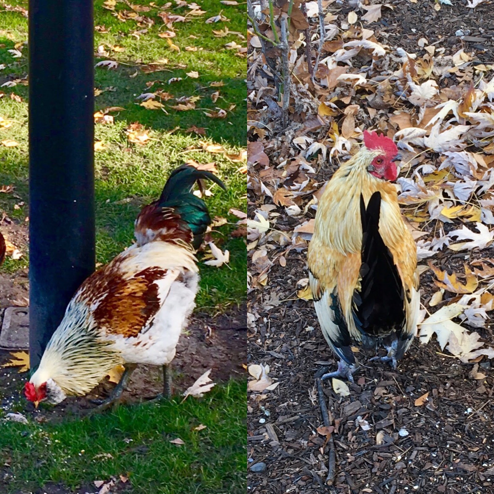 Sacramento Vegan Wild Rooster Bistro