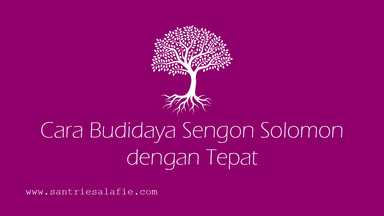 Cara Budidaya Sengon Solomon dengan Tepat by Santrie Salafie